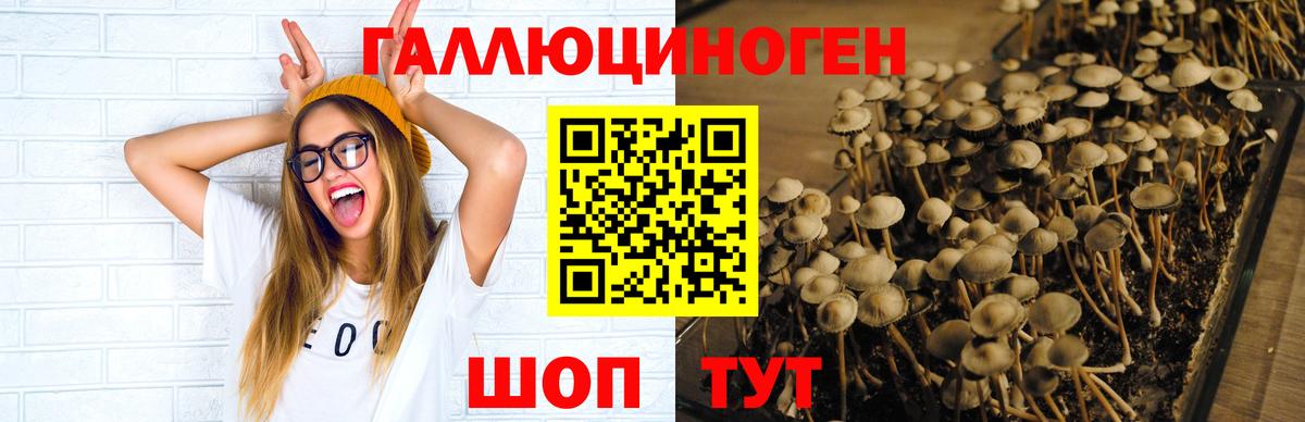 Якутск  купить   Вход с VPN  Псилоцибиновые грибы мицелий 